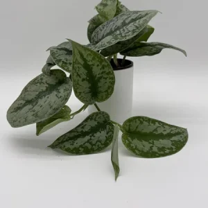 Silver Pothos Live Plant – Scindapsus Pictus – 4 inch Pot – Indoor - Image 3