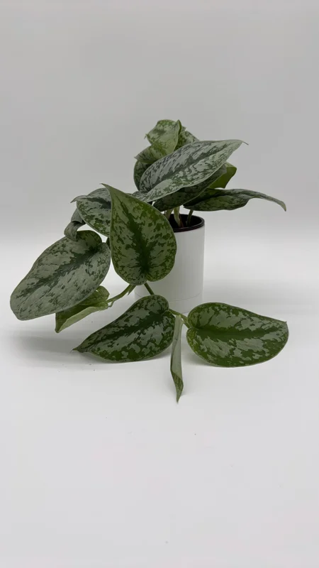 Silver Pothos Live Plant – Scindapsus Pictus – 4 inch Pot – Indoor - Image 3