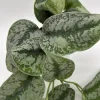 Silver Pothos Live Plant – Scindapsus Pictus – 4 inch Pot – Indoor - Image 1