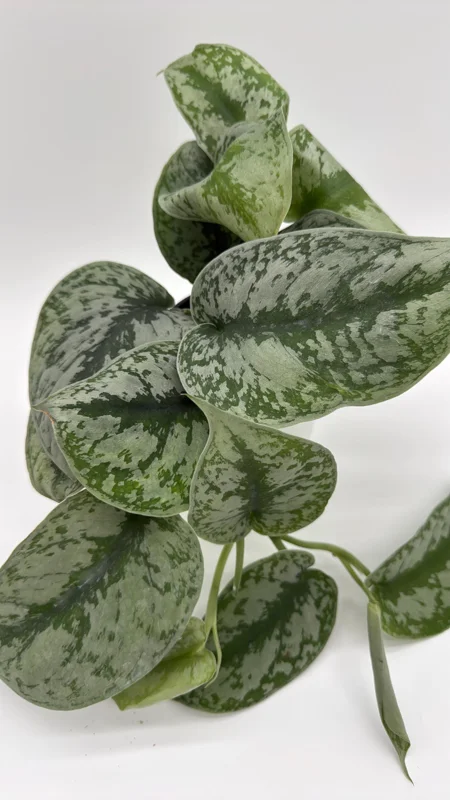 Silver Pothos Live Plant – Scindapsus Pictus – 4 inch Pot – Indoor - Image 1