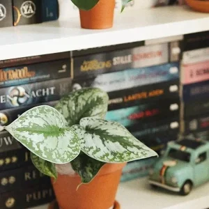 Silver Satin Pothos Live Plant Scindapsus Pictus Exotica 4 inch Pot Indoor - Image 2