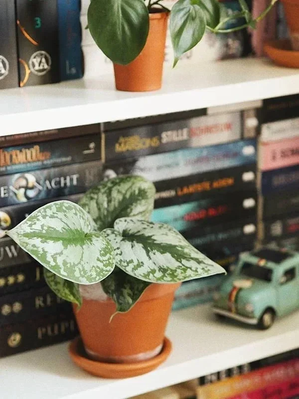 Silver Satin Pothos Live Plant Scindapsus Pictus Exotica 4 inch Pot Indoor - Image 2