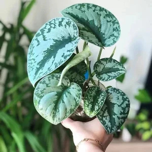 Silver Satin Pothos Live Plant Scindapsus Pictus Exotica 4 inch Pot Indoor - Image 3