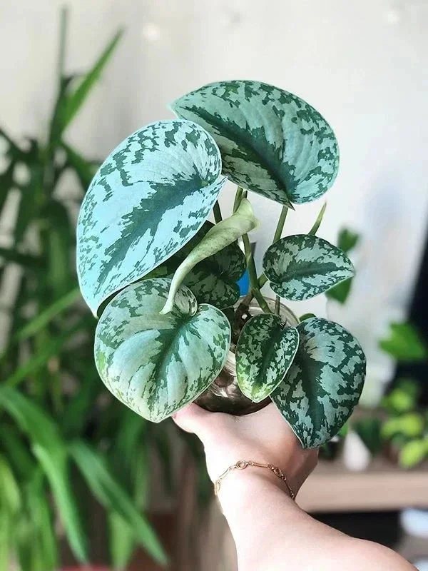 Silver Satin Pothos Live Plant Scindapsus Pictus Exotica 4 inch Pot Indoor - Image 3