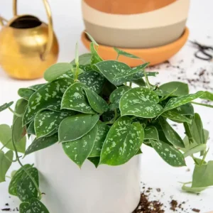 Silver Satin Pothos Live Plant Scindapsus Pictus Exotica 4 inch Pot Indoor - Image 4