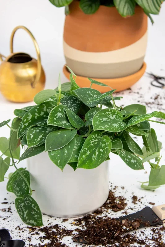 Silver Satin Pothos Live Plant Scindapsus Pictus Exotica 4 inch Pot Indoor - Image 4