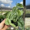 Silver Satin Pothos Live Plant Scindapsus Pictus Exotica 4 inch Pot Indoor - Image 1