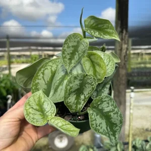 Silver Satin Pothos Live Plant Scindapsus Pictus Exotica 4 inch Pot Indoor - Image 1