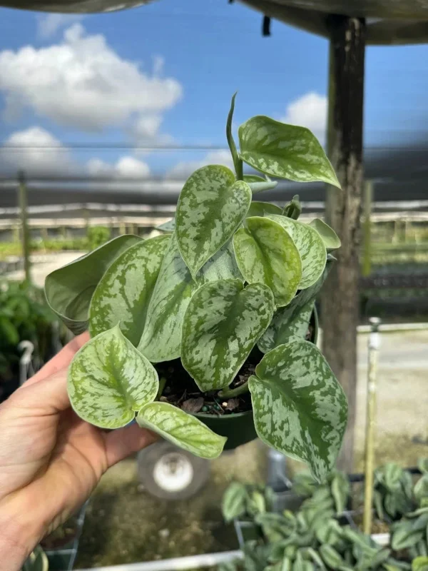 Silver Satin Pothos Live Plant Scindapsus Pictus Exotica 4 inch Pot Indoor - Image 1