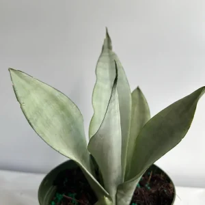 Silver Snake Plant Moonshine - Sansevieria - Live Plant - 4 inch Pot - Indoor - Image 2