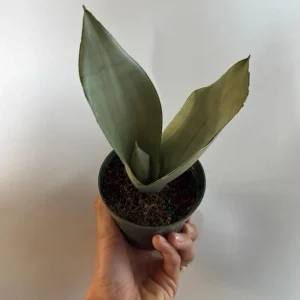 Silver Snake Plant Moonshine - Sansevieria - Live Plant - 4 inch Pot - Indoor - Image 3