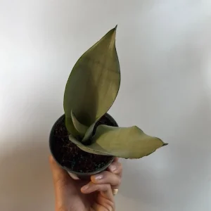 Silver Snake Plant Moonshine - Sansevieria - Live Plant - 4 inch Pot - Indoor - Image 4