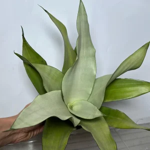 Silver Snake Plant Moonshine - Sansevieria - Live Plant - 4 inch Pot - Indoor - Image 1