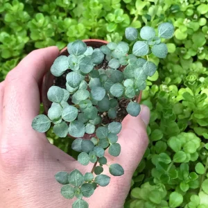 Silver Sprinkles Pilea Live Plant - Pilea Glauca Indoor Houseplant - Image 2