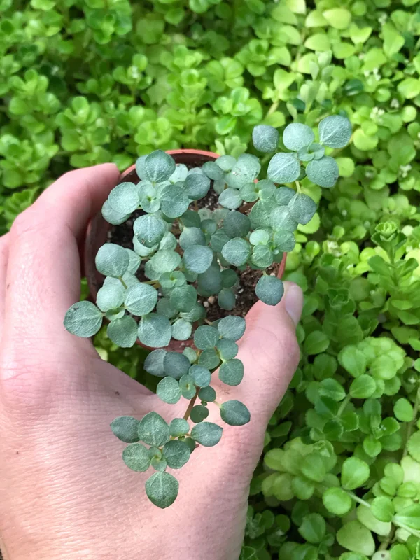 Silver Sprinkles Pilea Live Plant - Pilea Glauca Indoor Houseplant - Image 2