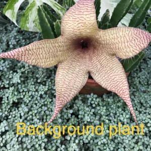 Silver Sprinkles Pilea Live Plant - Pilea Glauca Indoor Houseplant - Image 3