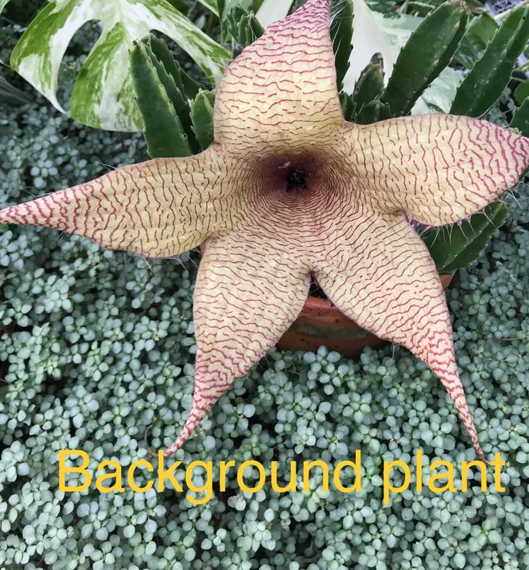 Silver Sprinkles Pilea Live Plant - Pilea Glauca Indoor Houseplant - Image 3