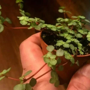 Silver Sprinkles Pilea Live Plant - Pilea Glauca Indoor Houseplant - Image 4