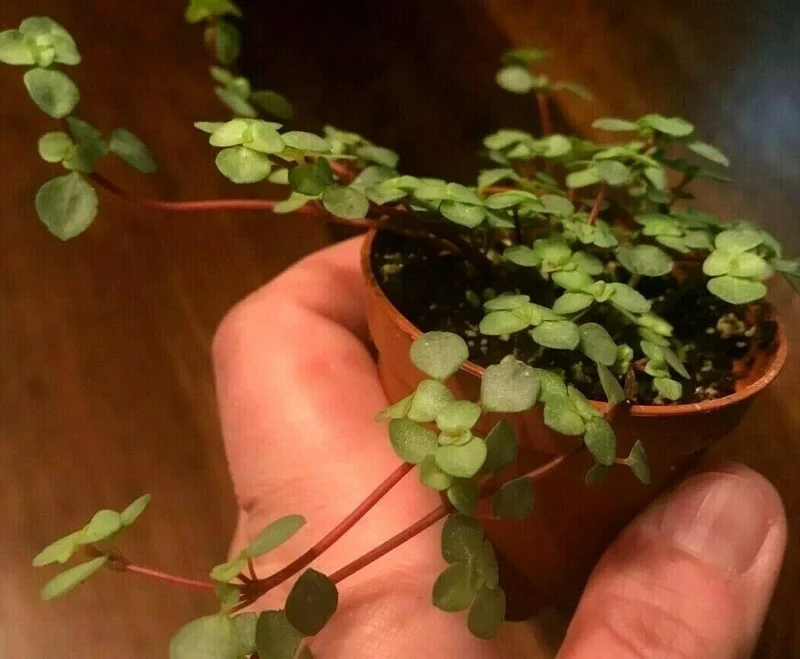 Silver Sprinkles Pilea Live Plant - Pilea Glauca Indoor Houseplant - Image 4