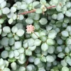 Silver Sprinkles Pilea Live Plant - Pilea Glauca Indoor Houseplant - Image 1