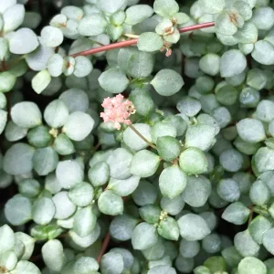 Silver Sprinkles Pilea Live Plant - Pilea Glauca Indoor Houseplant - Image 1
