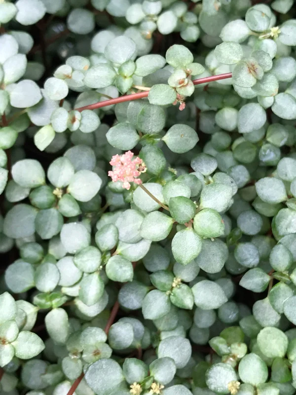 Silver Sprinkles Pilea Live Plant - Pilea Glauca Indoor Houseplant - Image 1