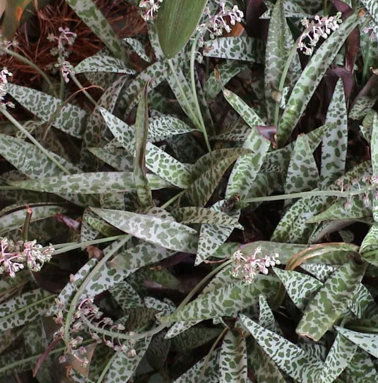 Silver Squill Succulent Ledebouria Socialis - 5 Live Plant Bulbs for Indoor - Image 1