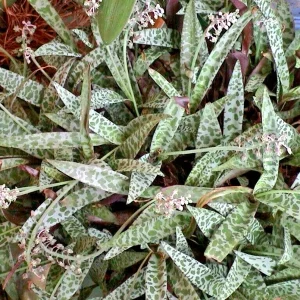 Silver Squill Succulent Live Plant - Ledebouria socialis Variegated - 1 Plant - Image 2