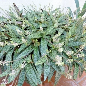 Silver Squill Succulent Live Plant - Ledebouria socialis Variegated - 1 Plant - Image 1