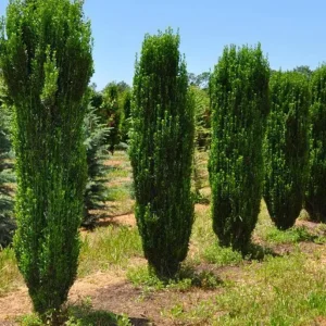 Sky Pencil Holly Live Plant – 6-12