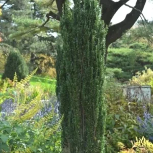 Sky Pencil Holly Live Plant – 6-12