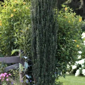 Sky Pencil Holly Live Plant – 6-12