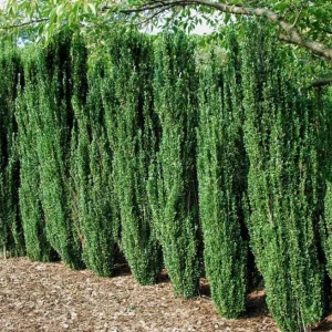 Sky Pencil Holly Live Plant – 6-12