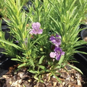 Snake Herb Live Plant – 1 Gallon Pot – Perennial Groundcover - Image 2