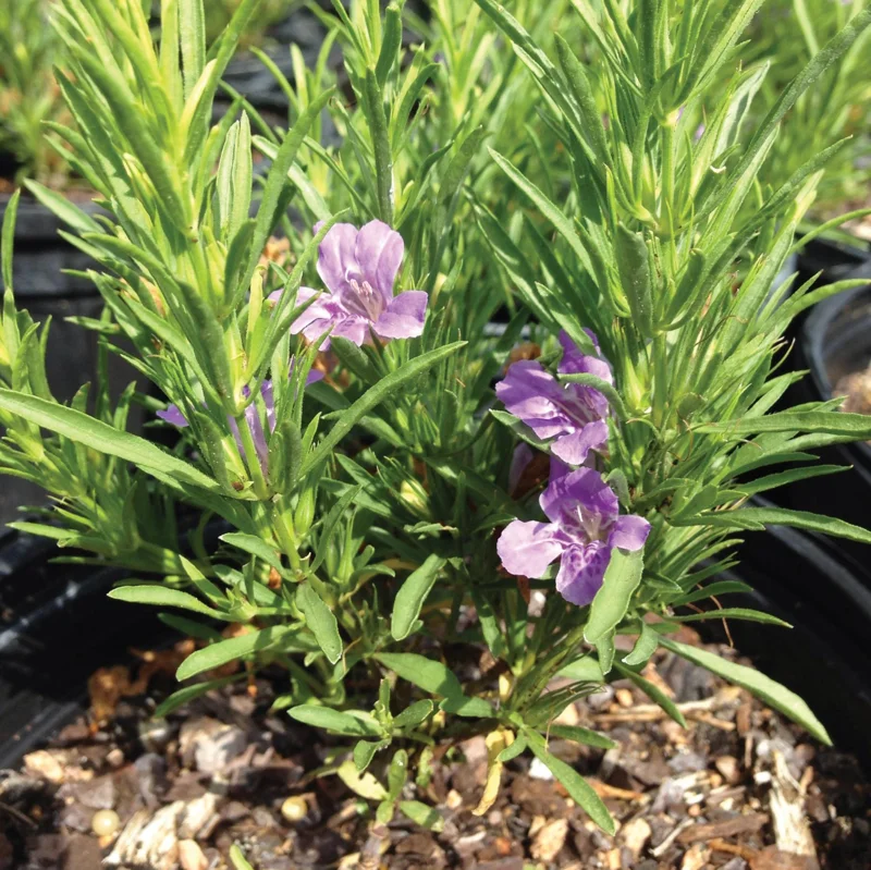 Snake Herb Live Plant – 1 Gallon Pot – Perennial Groundcover - Image 2