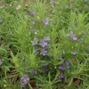 Snake Herb Live Plant – 1 Gallon Pot – Perennial Groundcover - Image 1