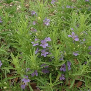 Snake Herb Live Plant – 1 Gallon Pot – Perennial Groundcover - Image 1