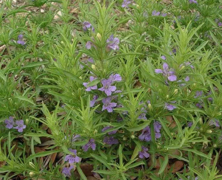 Snake Herb Live Plant – 1 Gallon Pot – Perennial Groundcover - Image 1