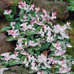 Snow'N'Summer Variegated Jasmine Live Plant - 4