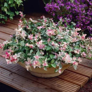Snow'N'Summer Variegated Jasmine Live Plant - 4
