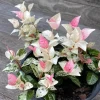 Snow'N'Summer Variegated Jasmine Live Plant - 4" Container, Pink & Green Spreading Groundcover - Image 1