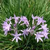 Society Garlic Live Plant – 1 Gallon Pot – Edible Perennial – Outdoor - Image 1
