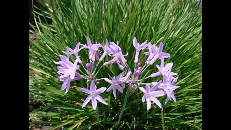 Society Garlic Live Plant – 1 Gallon Pot – Edible Perennial – Outdoor - Image 1