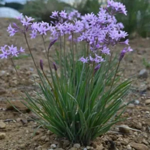 Society Garlic Live Plant – 1 Gallon Pot – Edible Perennial – Outdoor - Image 3