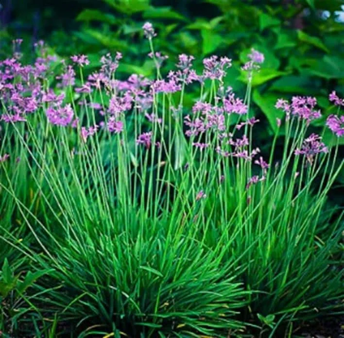 Society Garlic Live Plant – 1 Gallon Pot – Edible Perennial – Outdoor - Image 4