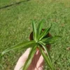 Solid Green Spider Plant Live Plant – 2 inch Pot – Air Purifying Houseplant - Image 1