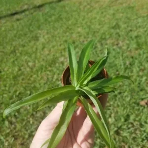 Solid Green Spider Plant Live Plant – 2 inch Pot – Air Purifying Houseplant - Image 1