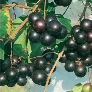 Southern Home Muscadine Grape Vine - Hybrid Fruit Plant - Live Plant - Outdoor - Image 1