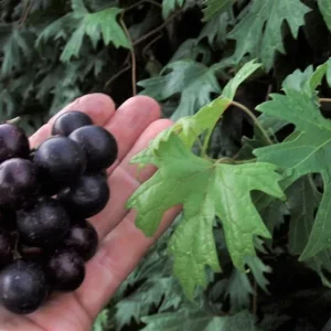 Southern Home Muscadine Grape Vine - Hybrid Fruit Plant - Live Plant - Outdoor - Image 2