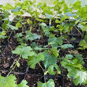 Southern Home Muscadine Grape Vine - Hybrid Fruit Plant - Live Plant - Outdoor - Image 3